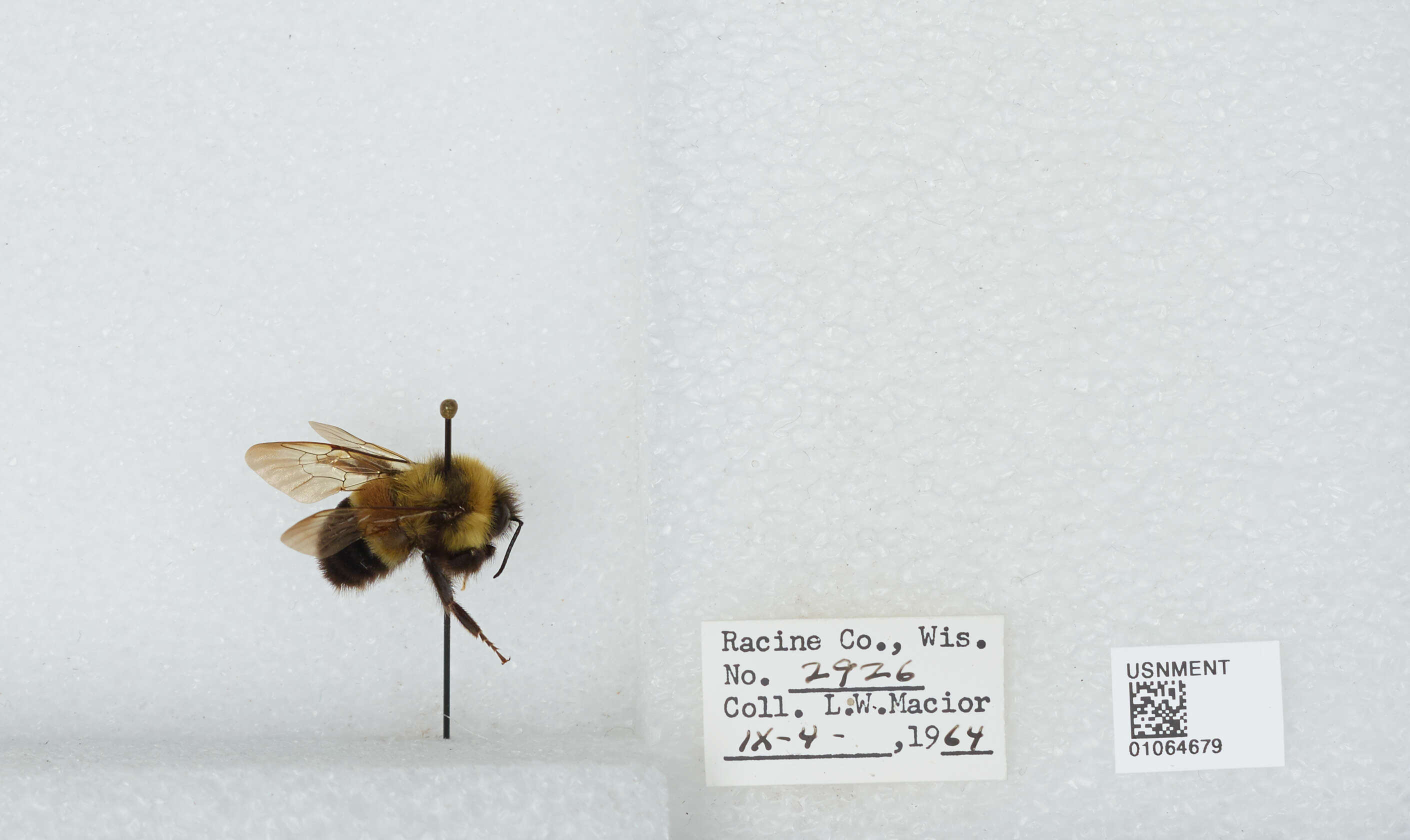 Слика од Bombus affinis Cresson 1864