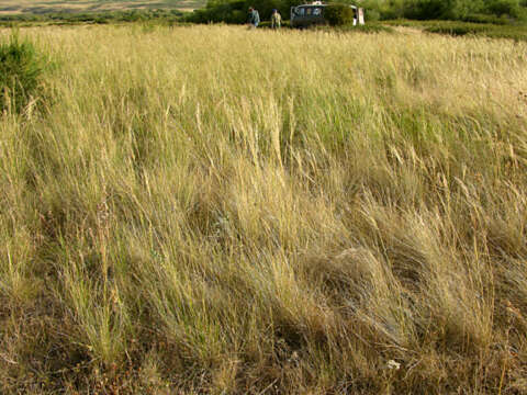 Imagem de Stipa capillata L.