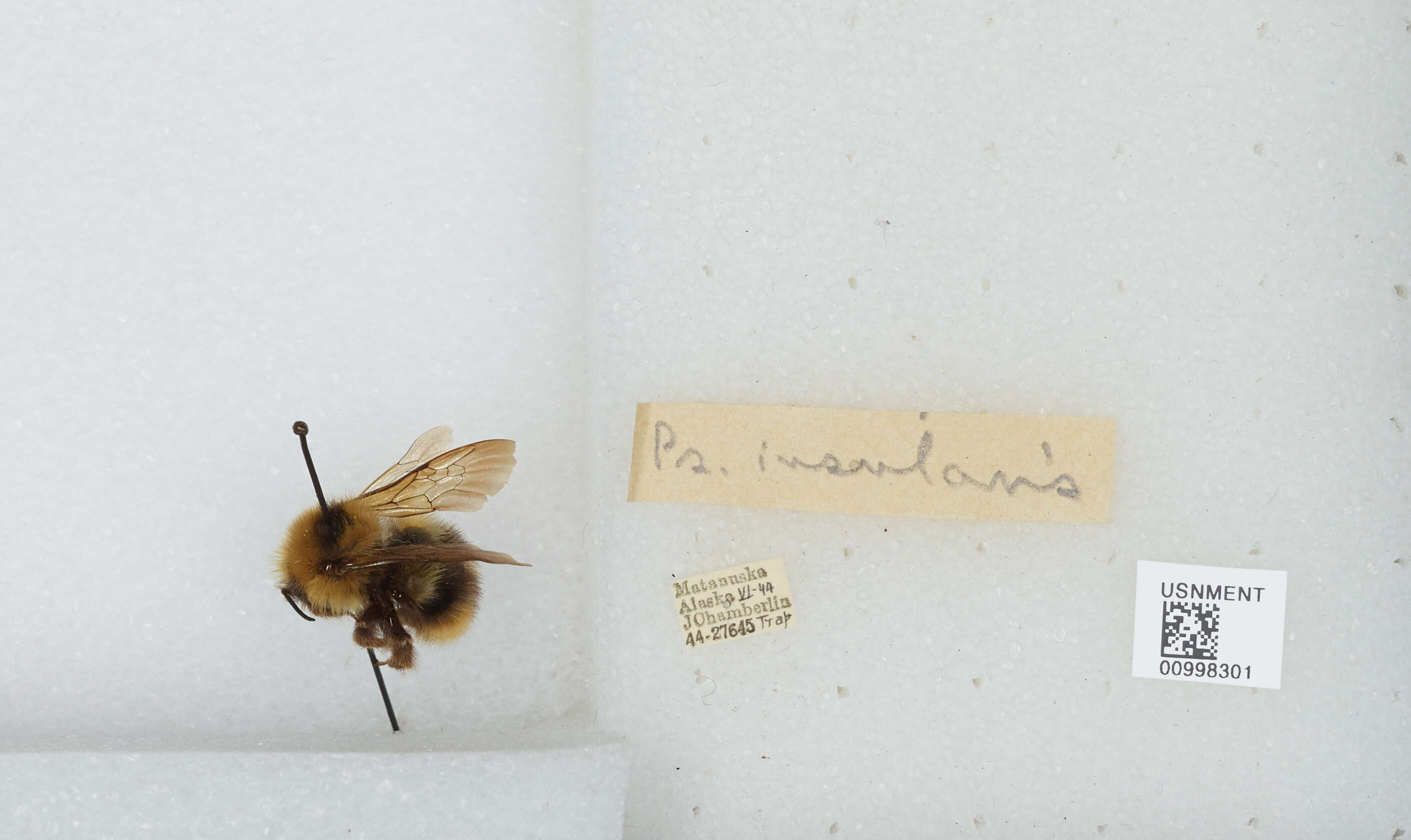 Image de Bombus insularis (Smith 1861)