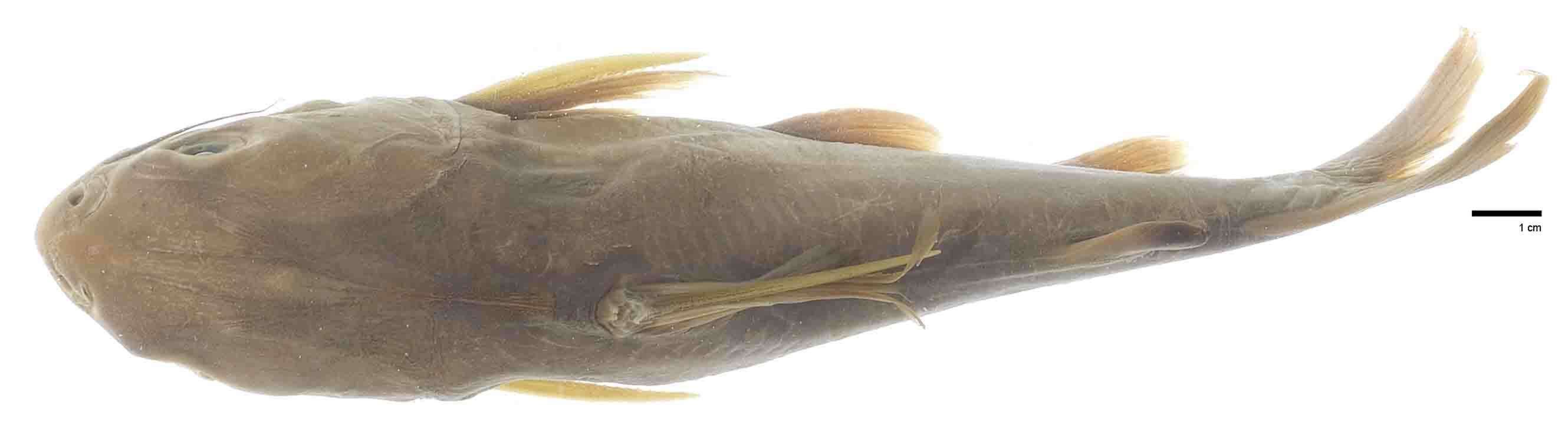 Image of Squirrelheaded catfish