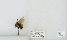 Слика од Bombus affinis Cresson 1864