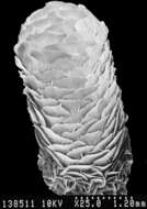 Image of Aglaoprimnoa stefanii Bayer 1996