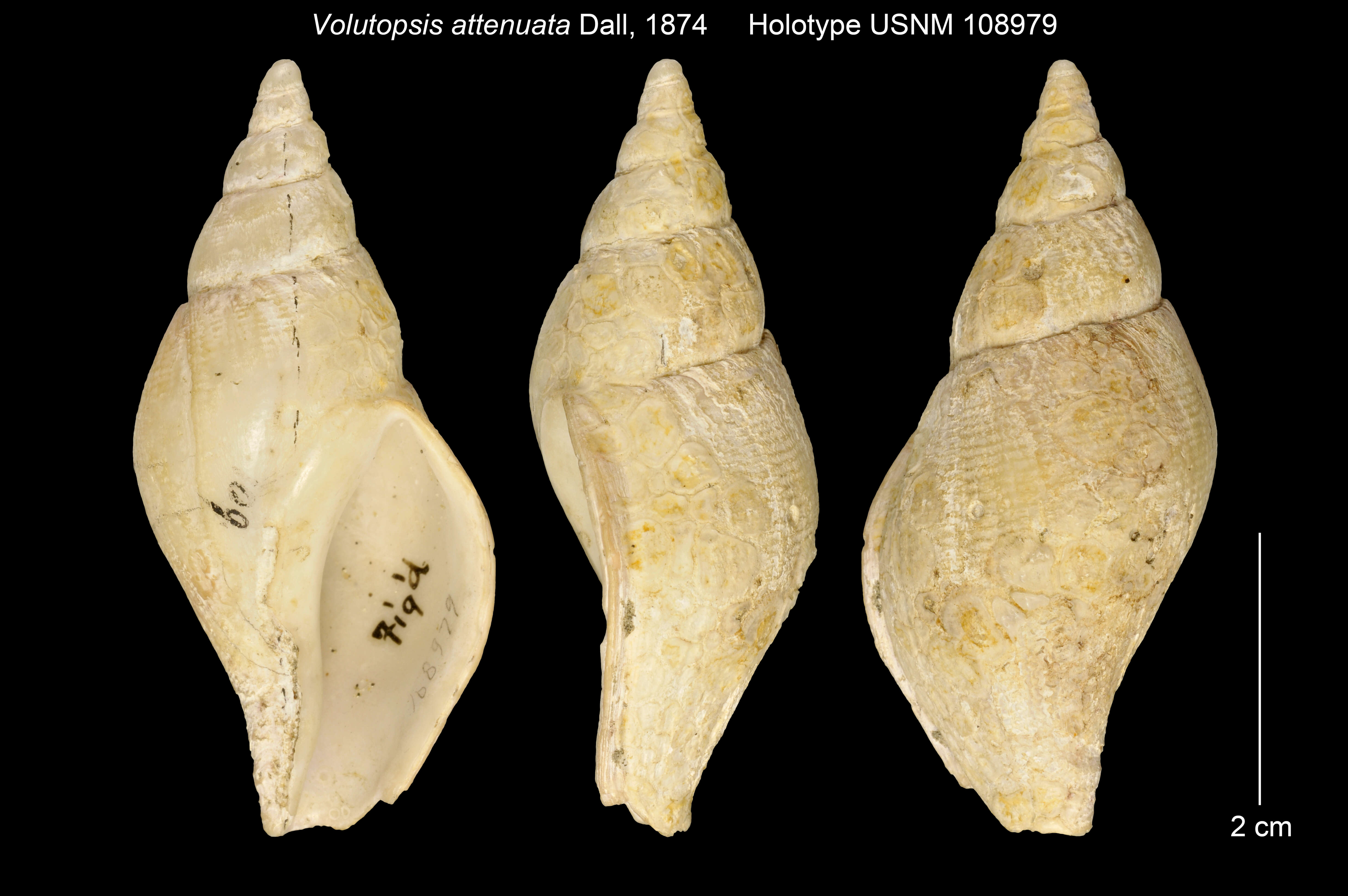 Volutopsis attenuata Dall resmi