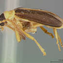 Image of Phyllobrotica stenidea Schaeffer 1932