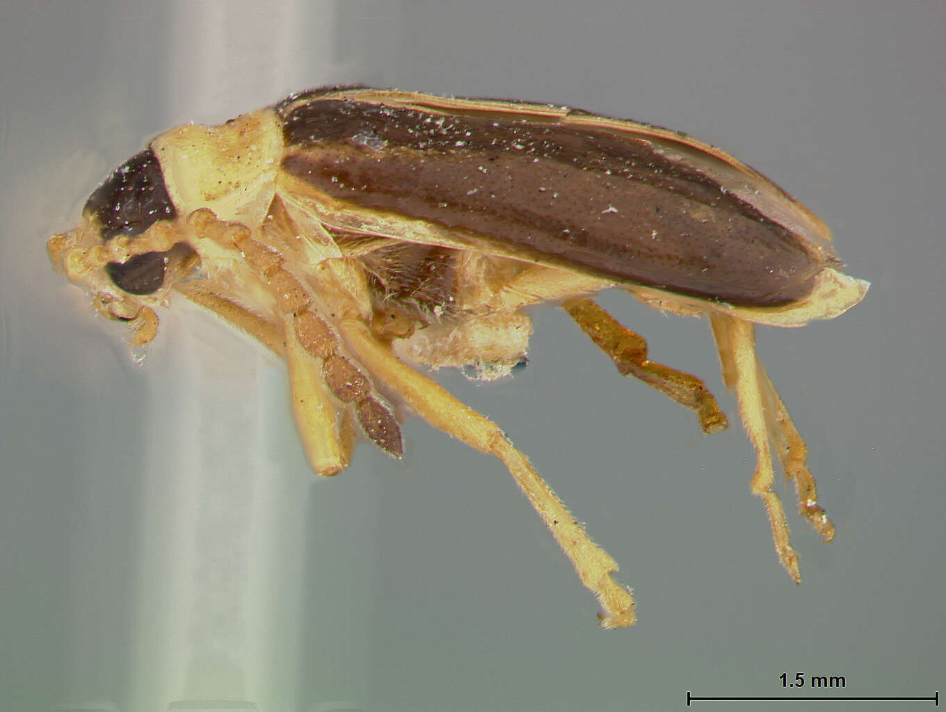 Image of Phyllobrotica stenidea Schaeffer 1932