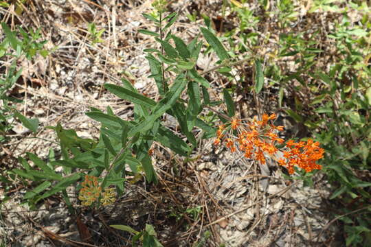 Image de Asclepias tuberosa subsp. rolfsii (Britt. ex Vail) Woods.