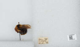 Image de Bombus insularis (Smith 1861)