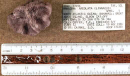 Image of Manicina areolata (Linnaeus 1758)