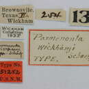 Image of Parmenonta wickhami Schaeffer 1908