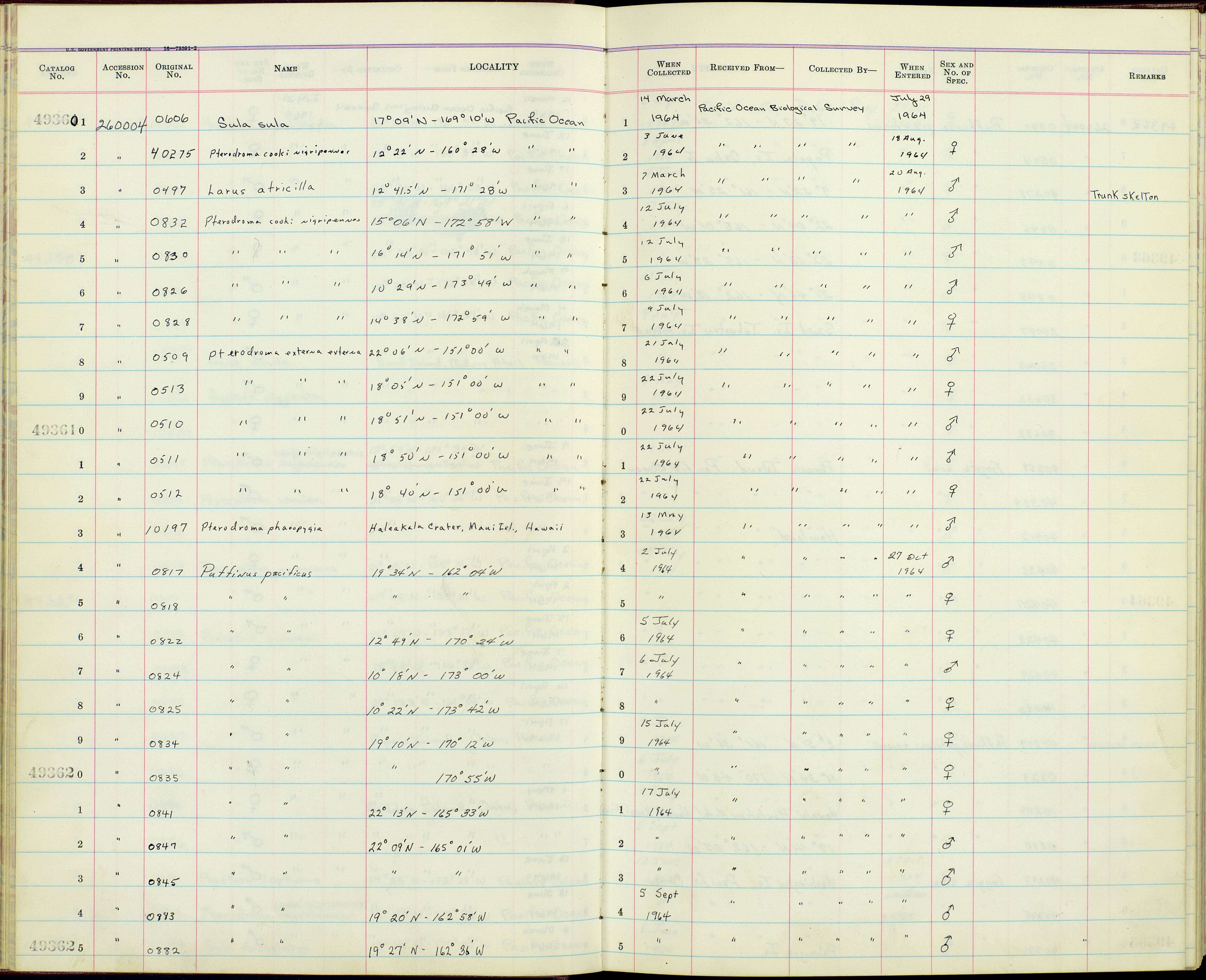 Image de <i>Puffinus pacificus</i>