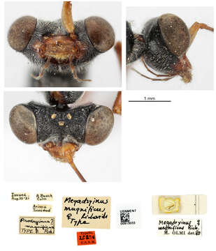 Image of Megadryinus Richards 1953