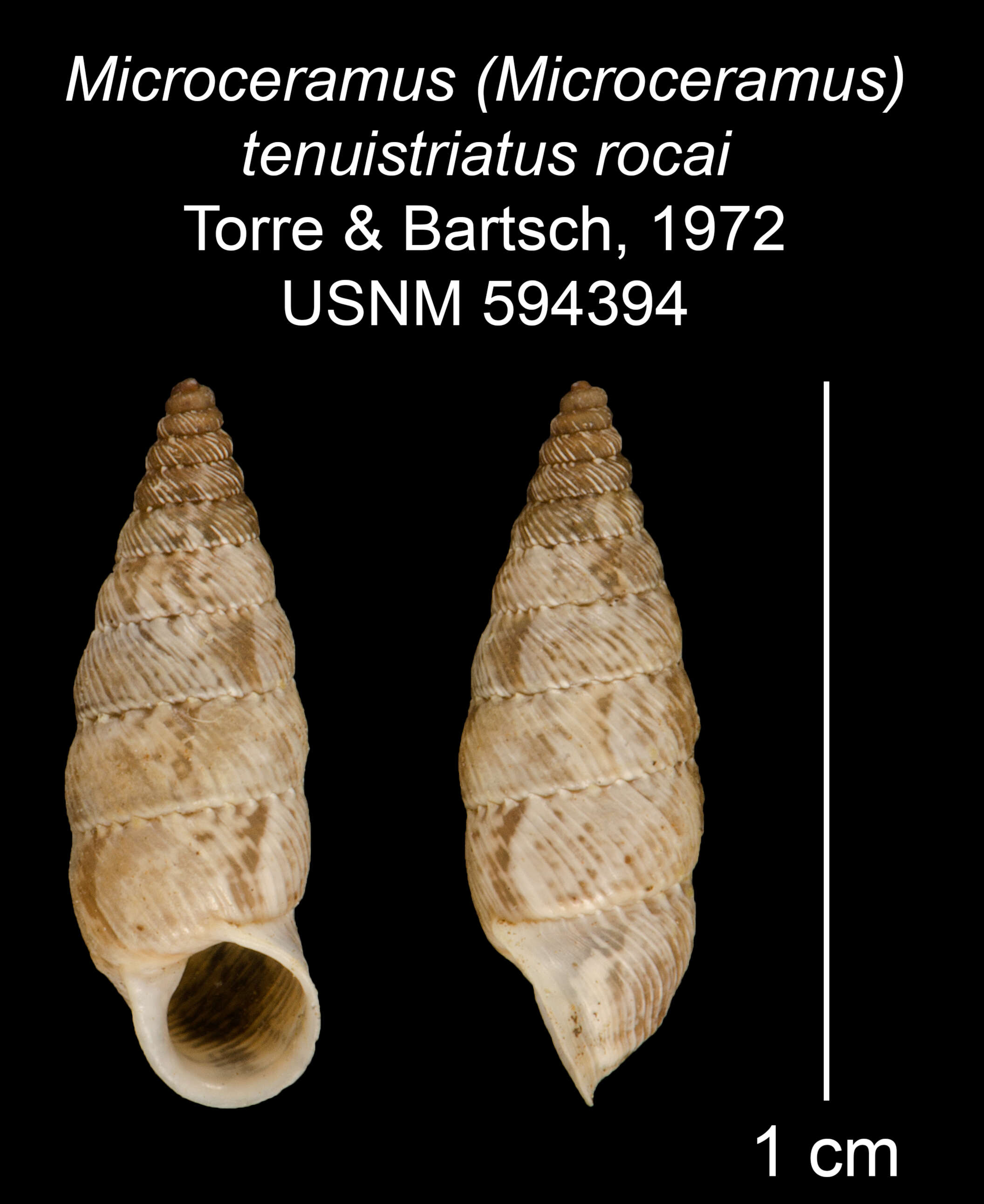 Imagem de Microceramus (Microceramus) tenuistriatus rocai Torre & Bartsch