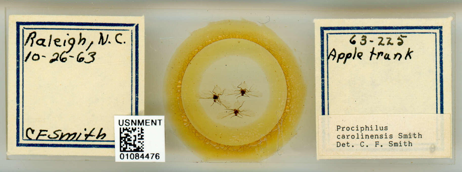 Image of Prociphilus (Prociphilus) carolinensis Smith & C. F. 1969