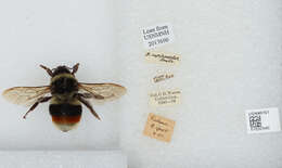 Image of Bombus rufofasciatus Smith 1852