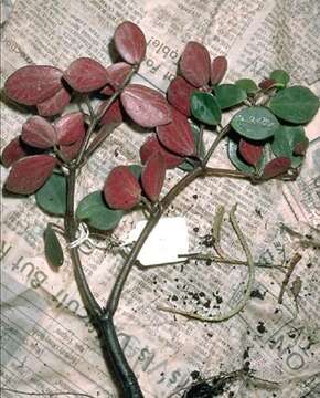 Image of Terrestrial Peperomia