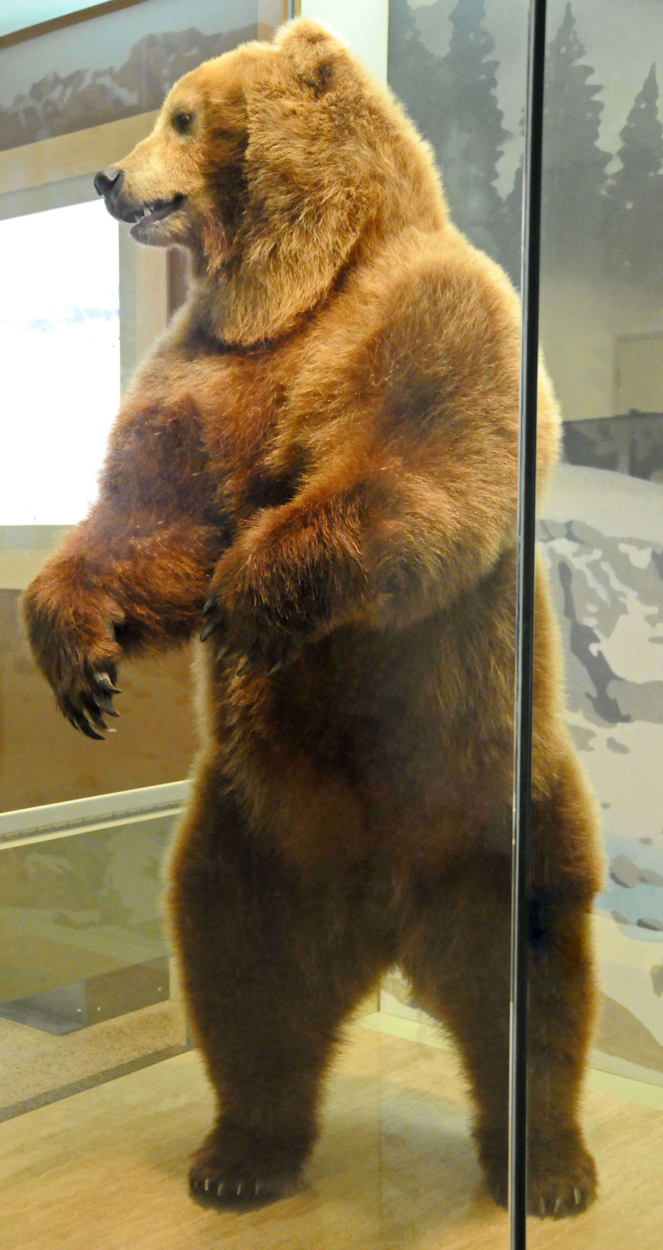Слика од кафеава мечка