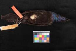 Image of Bronzed Grackle