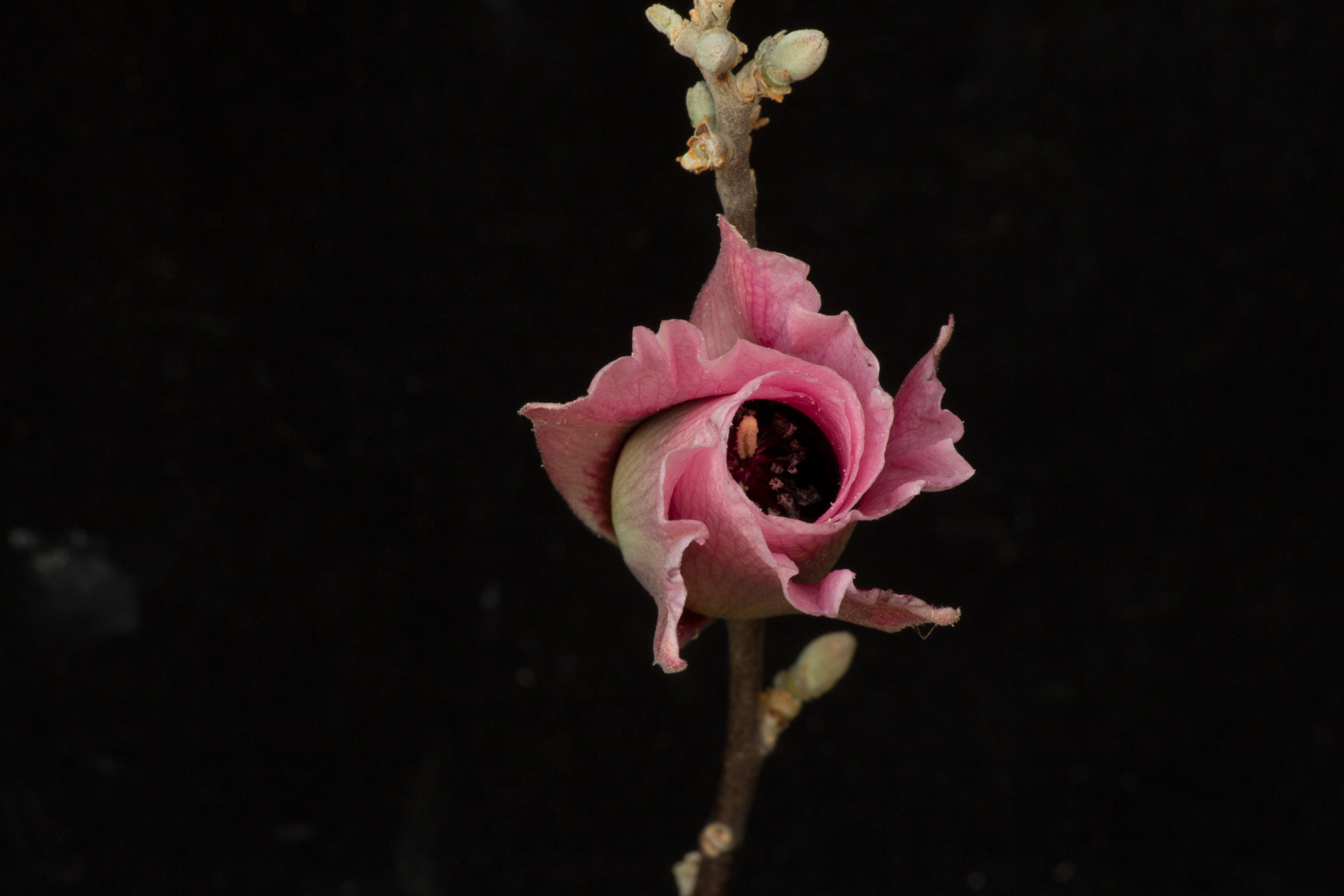 Image of Gossypium aridum (Rose & Standl.) Skovsted