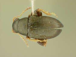 Image of Chaetocnema densa R. White 1996
