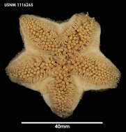 Image of Diplopteraster verrucosus (Sladen 1882)