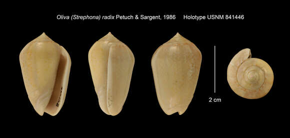 Image of Oliva radix Petuch & Sargent 1986