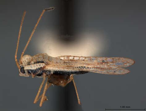 Image of Leptopharsa guatemalensis Drake & Poor 1939