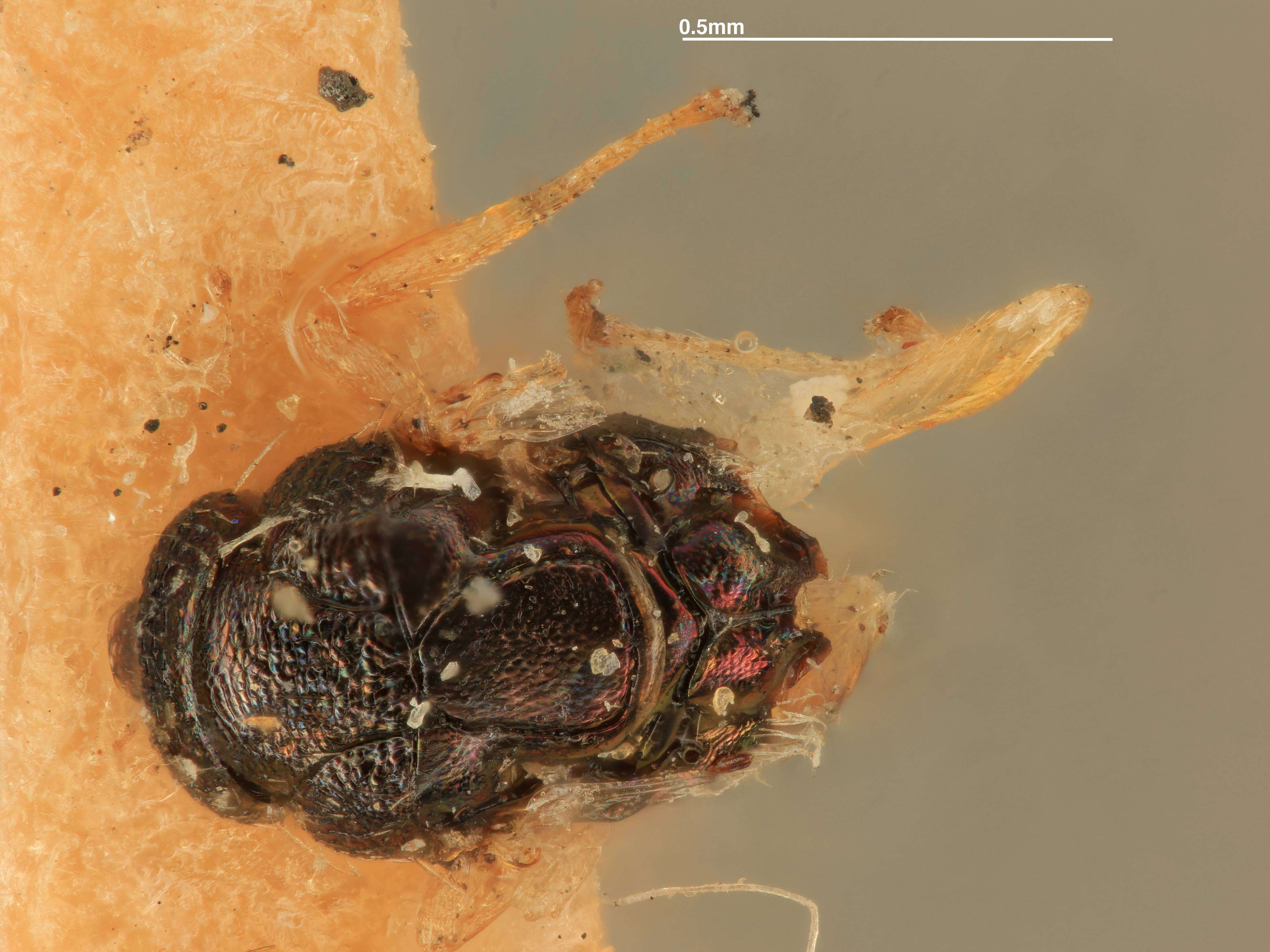 Elachertus multidentatus (Girault 1917) resmi