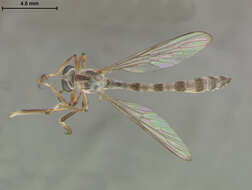 Sivun <i>Leptogaster virgatus</i> kuva