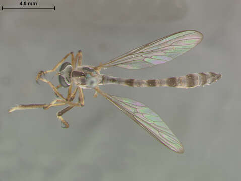 Image of <i>Leptogaster virgatus</i>