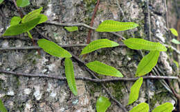 Image of clubmoss snakefern