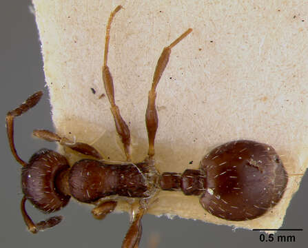 Image of Leptothorax nigritus Emery 1878