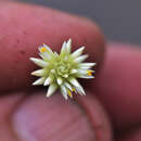 Image of Gomphrena L.