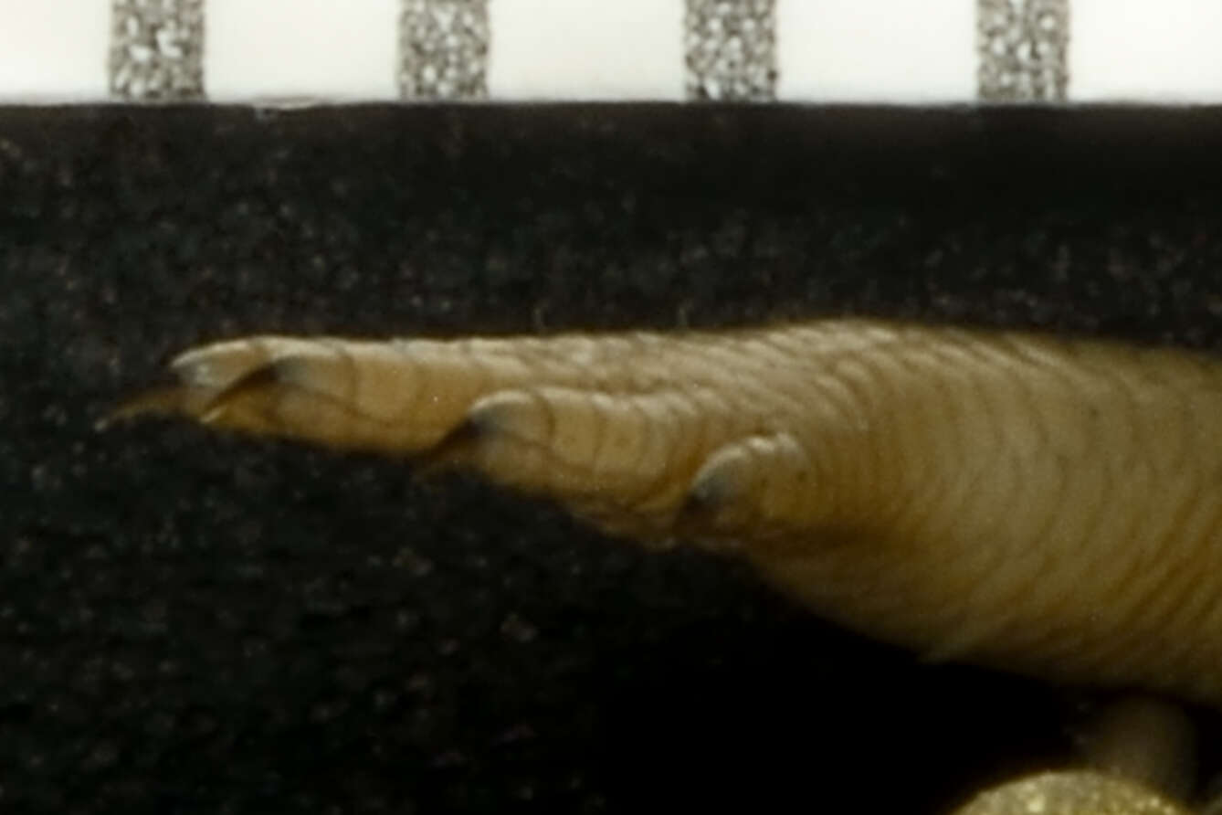 Sivun Lygosoma singha (Taylor 1950) kuva
