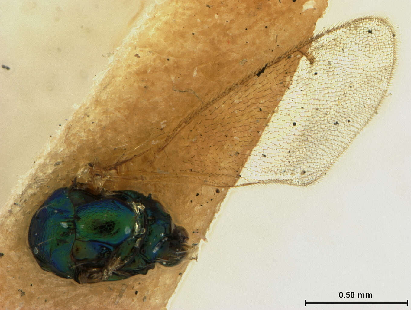 Image of Parasitoid wasp