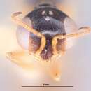 Image of Microstigmus eberhardi Richards 1971
