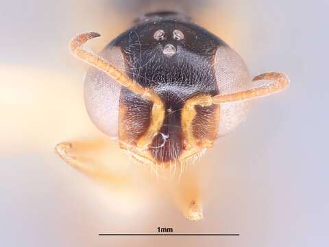 Image of Microstigmus eberhardi Richards 1971