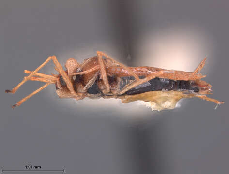 Image of Leptopharsa enodata Drake 1942