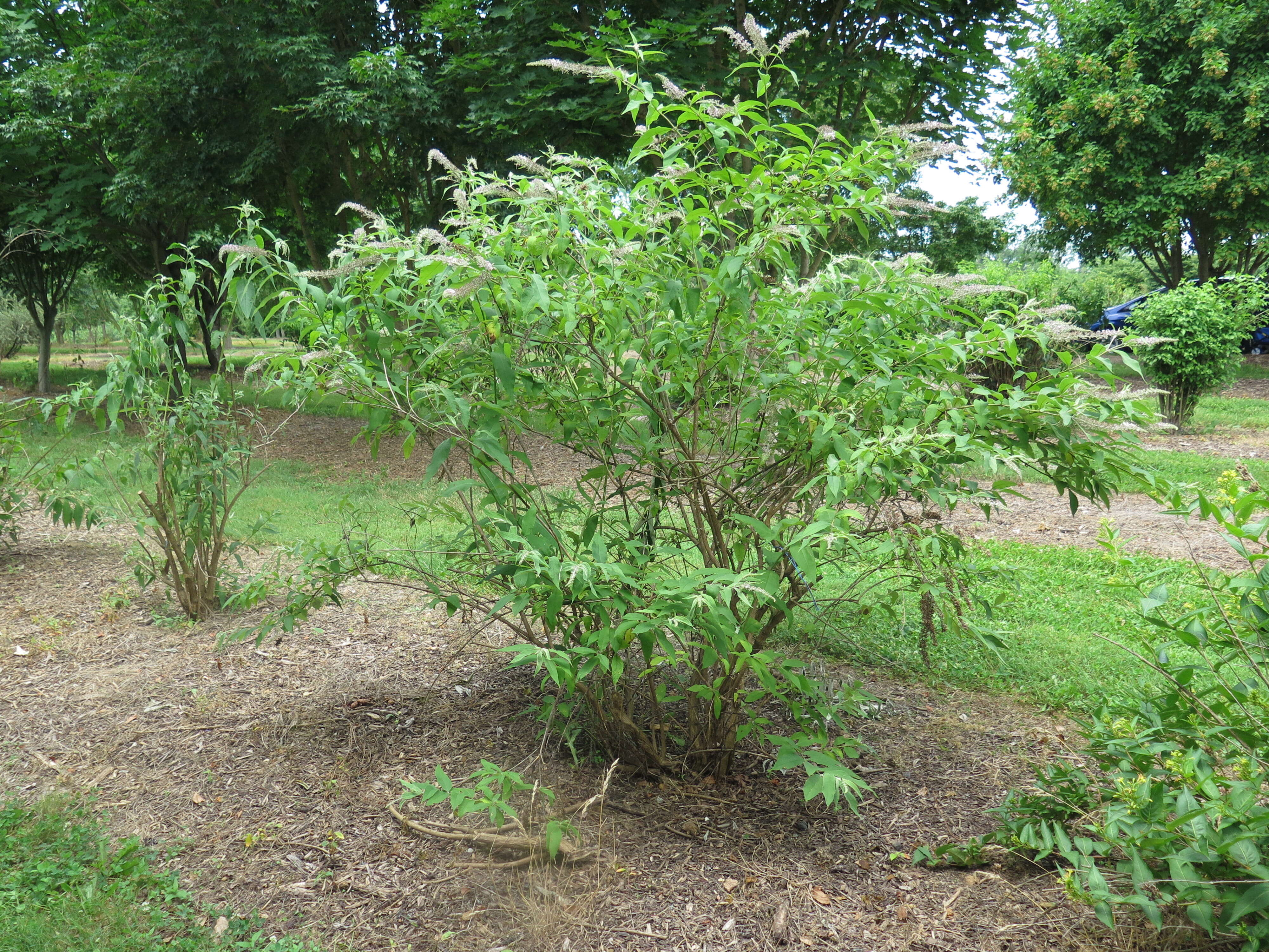 Image of butterfly-bush