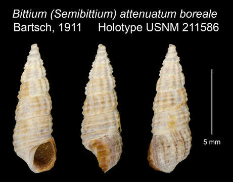 Image of Lirobittium attenuatum (Carpenter 1864)