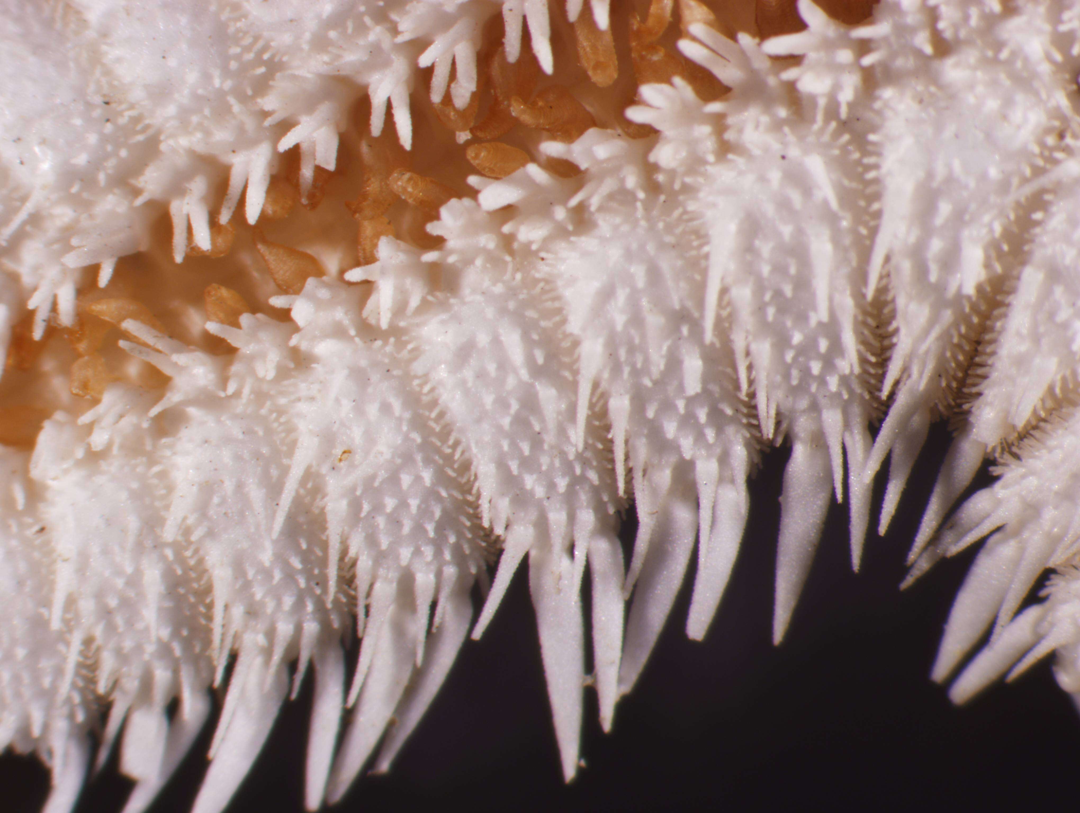 Image of Astropecten cingulatus Sladen 1883