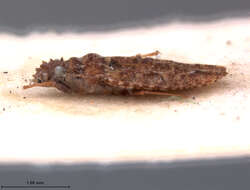 Image of Gonycentrum angustatum Drake