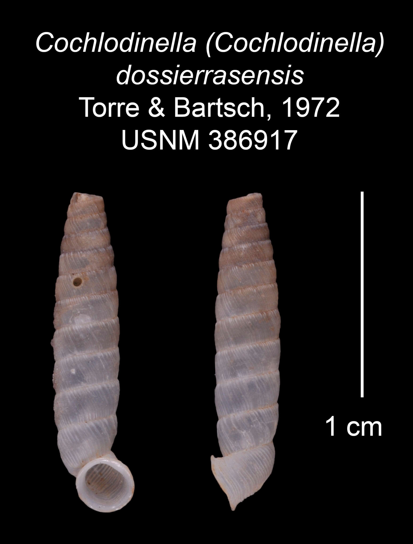 Imagem de Cochlodinella dossierraensis C. Torre & Bartsch 1972