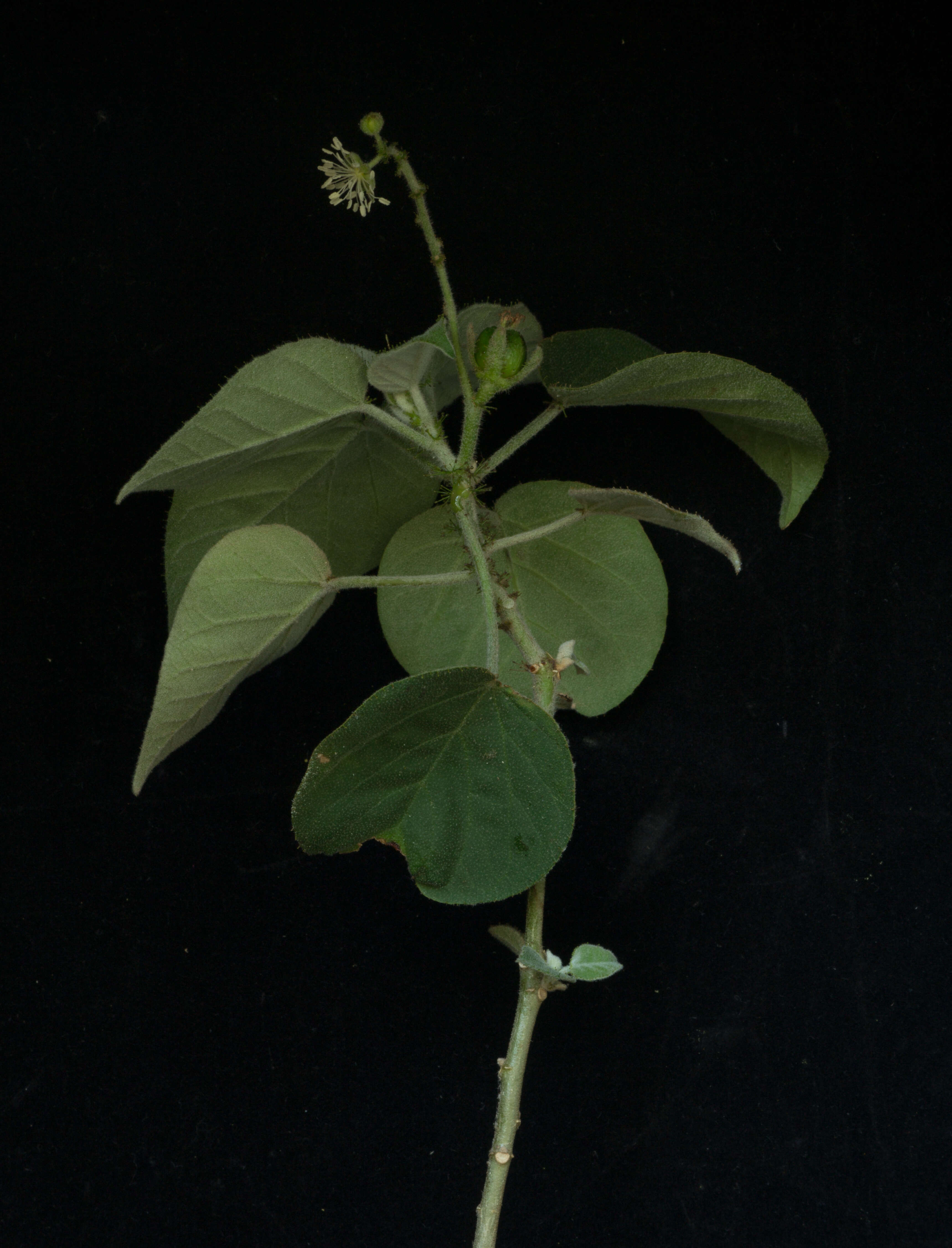 Image of Mexican croton