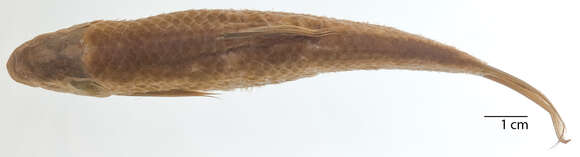 Image of Henicorhynchus lineatus (Smith 1945)