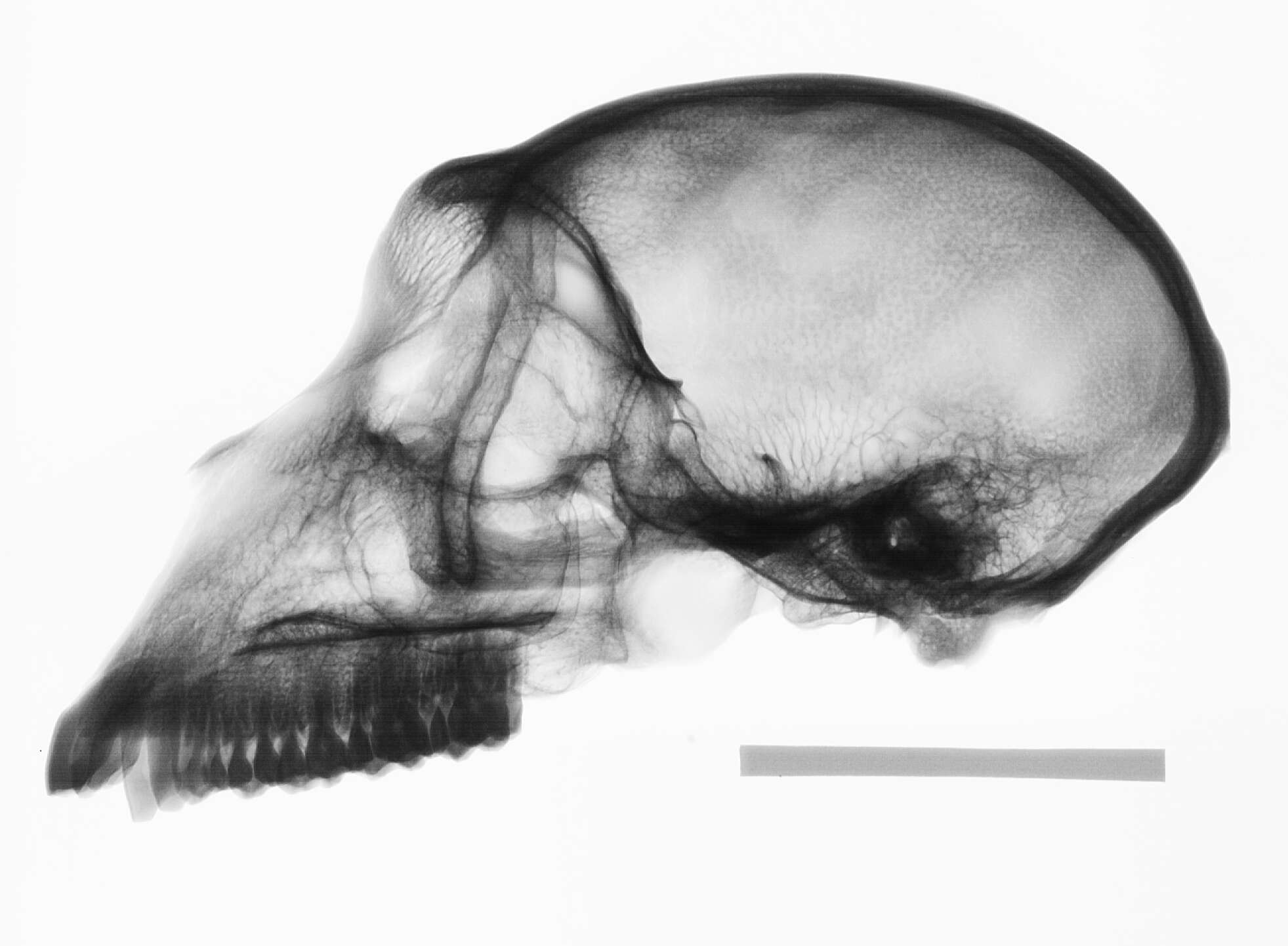 Слика од Macaca cyclopis (Swinhoe 1863)