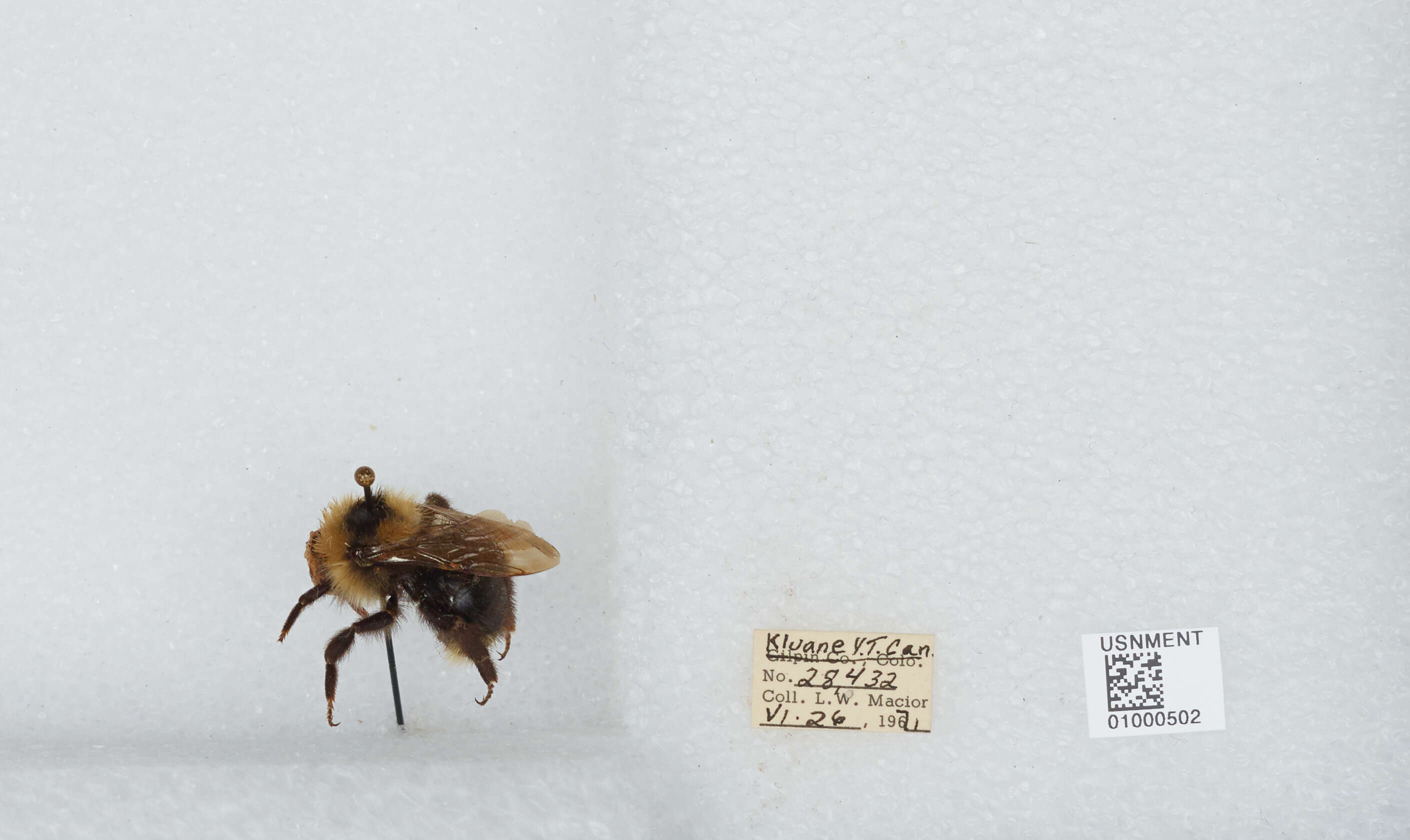 Image de Bombus insularis (Smith 1861)