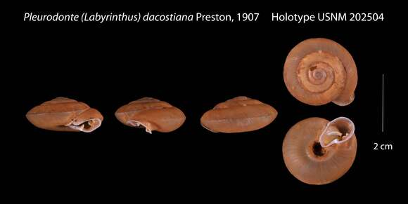 Sivun Pleurodonte (Labyrinthus) dacostiana Preston kuva