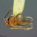 Image of Gyranusoidea albiclavata (Ashmead 1905)