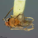 Gyranusoidea albiclavata (Ashmead 1905)的圖片