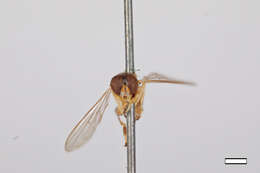 Image of Sphegina keeniana Williston 1887